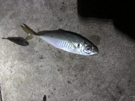 久々に大きめのアジ